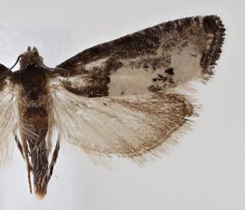  Male. © Loren Jones. Image used with permission.
